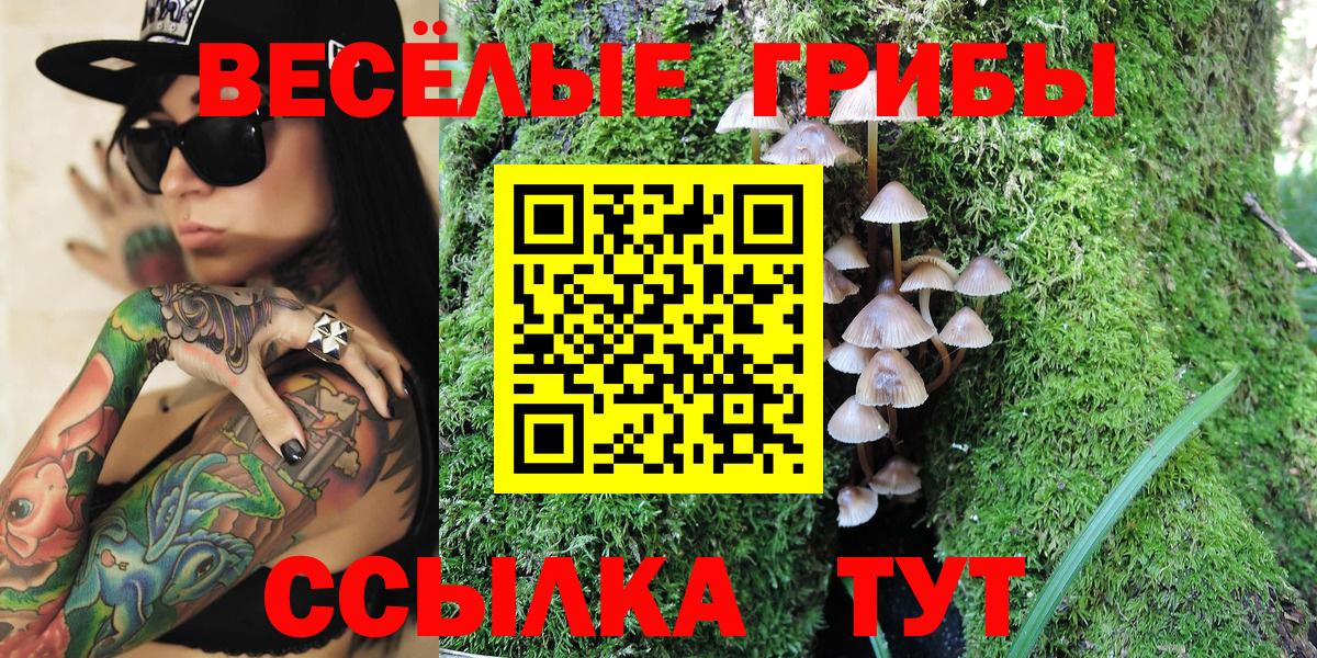 Курчатов  Галлюциногенные грибы Cubensis  Вход с VPN 